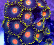 Carregar imagem no visualizador da galeria, Gorilla Nipples Zoanthus – Frag / Colony - freakincorals.com