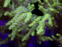 Load image into Gallery viewer, Sinularia sp. “Toxic Yellow” – XXL Colony (Australia) - freakincorals.com