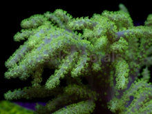 Load image into Gallery viewer, Sinularia sp. “Toxic Yellow” – XXL Colony (Australia) - freakincorals.com
