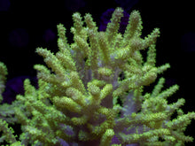 Load image into Gallery viewer, Sinularia sp. “Toxic Yellow” – XXL Colony (Australia) - freakincorals.com