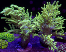 Load image into Gallery viewer, Sinularia sp. “Toxic Yellow” – XXL Colony (Australia) - freakincorals.com