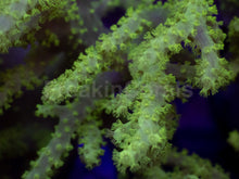 Load image into Gallery viewer, Sinularia sp. “Toxic Yellow” – XXL Colony (Australia) - freakincorals.com
