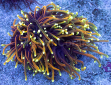 Carregar imagem no visualizador da galeria, Euphyllia glabrescens “Dragon Soul” – Super Orange Gold (Grade A) - freakincorals.com