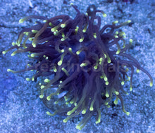 Load image into Gallery viewer, Euphyllia glabrescens “Dragon Soul” – Grade B - freakincorals.com