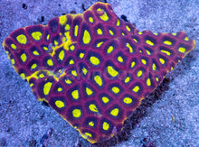Load image into Gallery viewer, Favia sp. “Dragon Soul” – Colony (WYSIWYG) - freakincorals.com