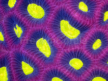 Load image into Gallery viewer, Favia sp. “Dragon Soul” – Colony (WYSIWYG) - freakincorals.com