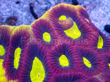 Load image into Gallery viewer, Favia sp. “Dragon Soul” – Colony (WYSIWYG) - freakincorals.com
