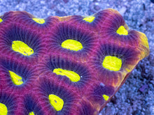 Load image into Gallery viewer, Favia sp. “Dragon Soul” – Colony (WYSIWYG) - freakincorals.com