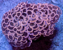 Carregar imagem no visualizador da galeria, Euphyllia ancora “Pink Hammer” - freakincorals.com