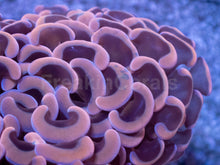 Carregar imagem no visualizador da galeria, Euphyllia ancora “Pink Hammer” - freakincorals.com