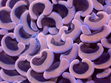 Carregar imagem no visualizador da galeria, Euphyllia ancora “Pink Hammer” - freakincorals.com