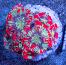 Load image into Gallery viewer, FK Splash Red Acanthastrea Indo (Rare Colors)