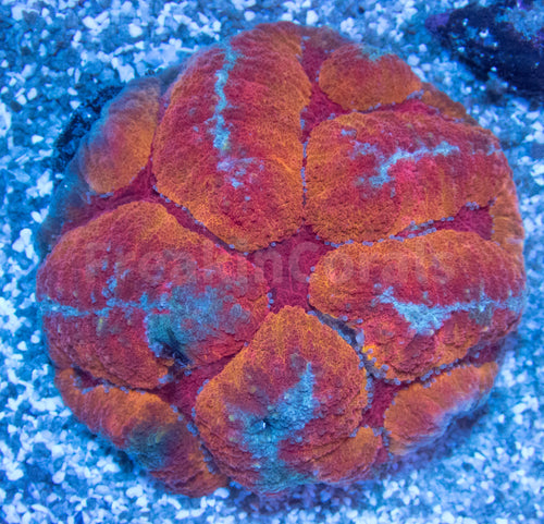FK Rainbow Symphillia (Collector Coral - Ultra Color)