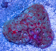 Load image into Gallery viewer, FK Red Diablo Indo Acanthastrea Colony