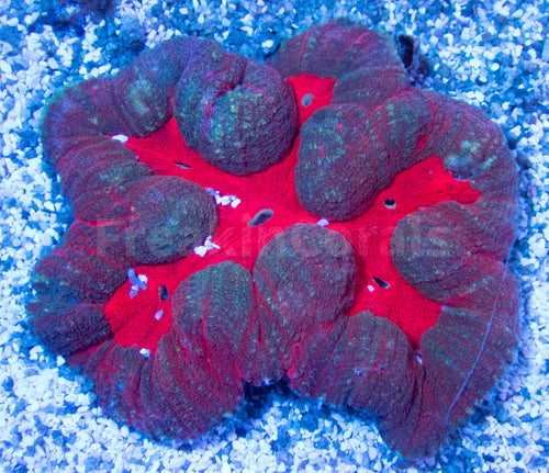 FK Blood Lake Symphillia (Collector Coral - Rare Pattern)