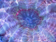 Carregar imagem no visualizador da galeria, FK Pink &amp; Green Storm Cynarina (Rare Color and Pattern)