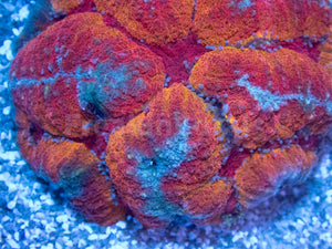 FK Rainbow Symphillia (Collector Coral - Ultra Color)