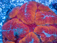Carregar imagem no visualizador da galeria, FK Rainbow Symphillia (Collector Coral - Ultra Color)
