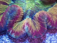 Load image into Gallery viewer, FK Mastergrade Rainbow Welsophyllia (Collector Coral)