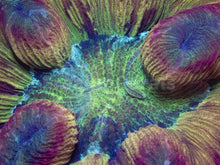 Carregar imagem no visualizador da galeria, FK Mastergrade Rainbow Welsophyllia (Collector Coral)