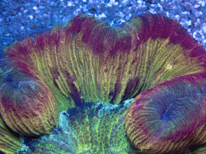 FK Mastergrade Rainbow Welsophyllia (Collector Coral)