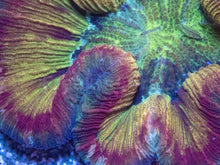 Carregar imagem no visualizador da galeria, FK Mastergrade Rainbow Welsophyllia (Collector Coral)