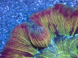 FK Mastergrade Rainbow Welsophyllia (Collector Coral)