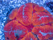 Load image into Gallery viewer, FK Rainbow Symphillia (Collector Coral - Ultra Color)