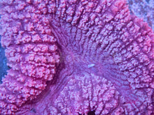 Load image into Gallery viewer, FK Pink Lobophyllia Ultra