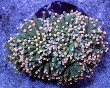Load image into Gallery viewer, Euphyllia glabrescens “Blue &amp; Pink Tip Green” – Cut-to-Order Frags - freakincorals.com