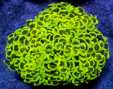 Load image into Gallery viewer, Euphyllia ancora “Banana True Yellow” - freakincorals.com