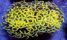Load image into Gallery viewer, Euphyllia ancora “Banana True Yellow” - freakincorals.com