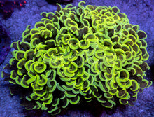 Load image into Gallery viewer, Euphyllia ancora “Banana True Yellow” - freakincorals.com