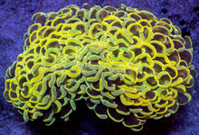 Carregar imagem no visualizador da galeria, Euphyllia ancora “Banana True Yellow” - freakincorals.com