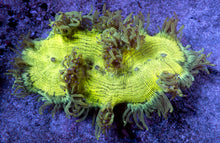 Load image into Gallery viewer, Catalaphyllia jardinei “Toxic Green &amp; Yellow” – WYSIWYG - freakincorals.com