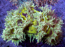 Load image into Gallery viewer, Catalaphyllia jardinei “Chernobyl” – WYSIWYG - freakincorals.com