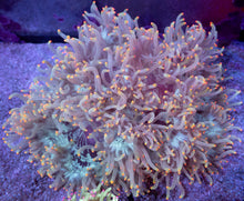 Load image into Gallery viewer, Catalaphyllia jardinei “Orange Tip” – WYSIWYG - freakincorals.com