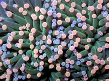 Load image into Gallery viewer, Euphyllia glabrescens “Blue &amp; Pink Tip Green” – Cut-to-Order Frags - freakincorals.com