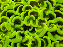 Load image into Gallery viewer, Euphyllia ancora “Banana True Yellow” - freakincorals.com