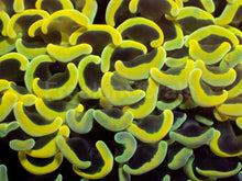 Load image into Gallery viewer, Euphyllia ancora “Banana True Yellow” - freakincorals.com