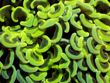 Load image into Gallery viewer, Euphyllia ancora “Banana True Yellow” - freakincorals.com