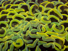 Carregar imagem no visualizador da galeria, Euphyllia ancora “Banana True Yellow” - freakincorals.com