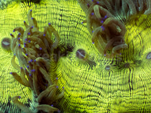 Load image into Gallery viewer, Catalaphyllia jardinei “Toxic Green &amp; Yellow” – WYSIWYG - freakincorals.com