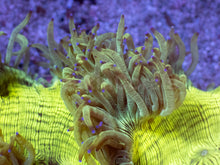 Load image into Gallery viewer, Catalaphyllia jardinei “Toxic Green &amp; Yellow” – WYSIWYG - freakincorals.com