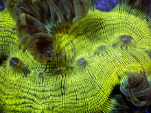 Load image into Gallery viewer, Catalaphyllia jardinei “Toxic Green &amp; Yellow” – WYSIWYG - freakincorals.com