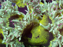 Load image into Gallery viewer, Catalaphyllia jardinei “Chernobyl” – WYSIWYG - freakincorals.com