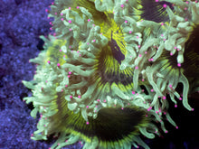 Load image into Gallery viewer, Catalaphyllia jardinei “Chernobyl” – WYSIWYG - freakincorals.com
