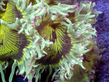 Load image into Gallery viewer, Catalaphyllia jardinei “Chernobyl” – WYSIWYG - freakincorals.com