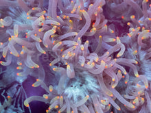 Load image into Gallery viewer, Catalaphyllia jardinei “Orange Tip” – WYSIWYG - freakincorals.com