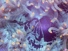 Load image into Gallery viewer, Catalaphyllia jardinei “Orange Tip” – WYSIWYG - freakincorals.com